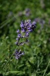 French Lavender Essential Oil, 10 ml