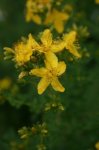 St. Johns Wort Infused Oil St. Johns Wort Infused Oil